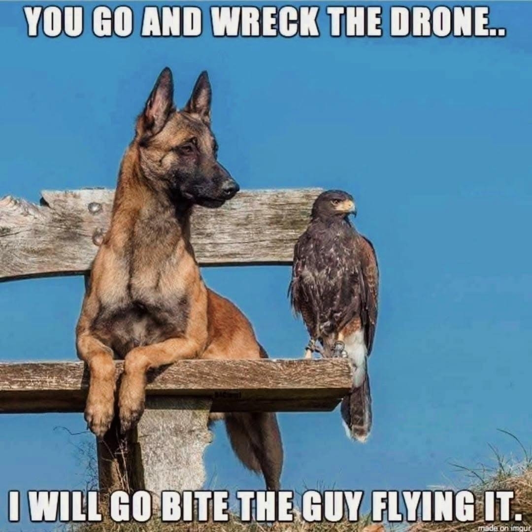 drone-bird-dog